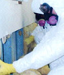 mold remediation
